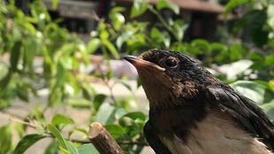 娱乐吃瓜009老燕子